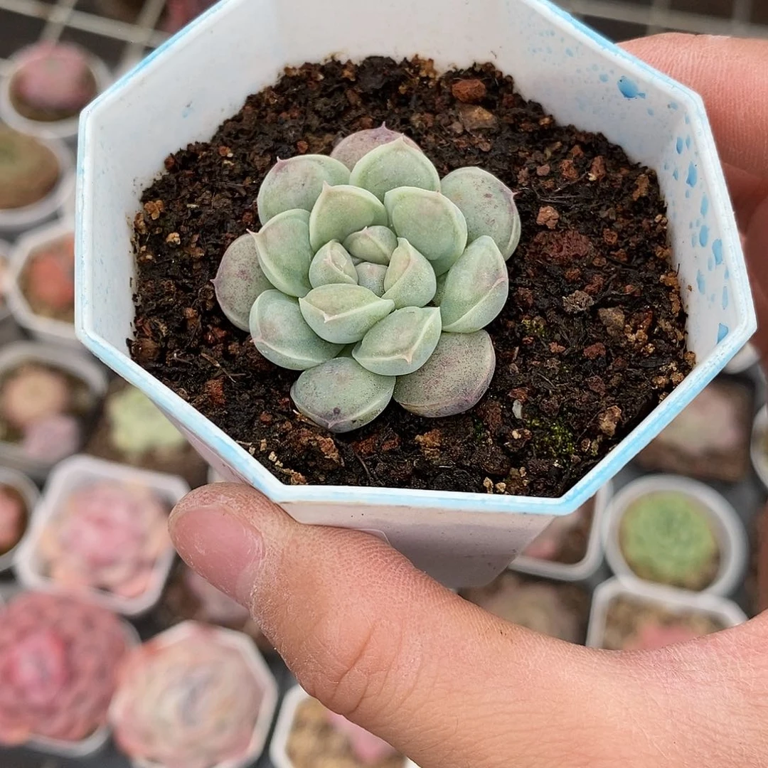 粉色的小可爱295