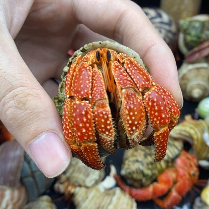 3.75S级斐济草莓一只