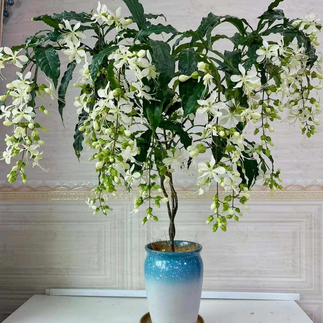 垂丝茉莉 （小）盆栽白色爆花花期长 云南鲜花绿植