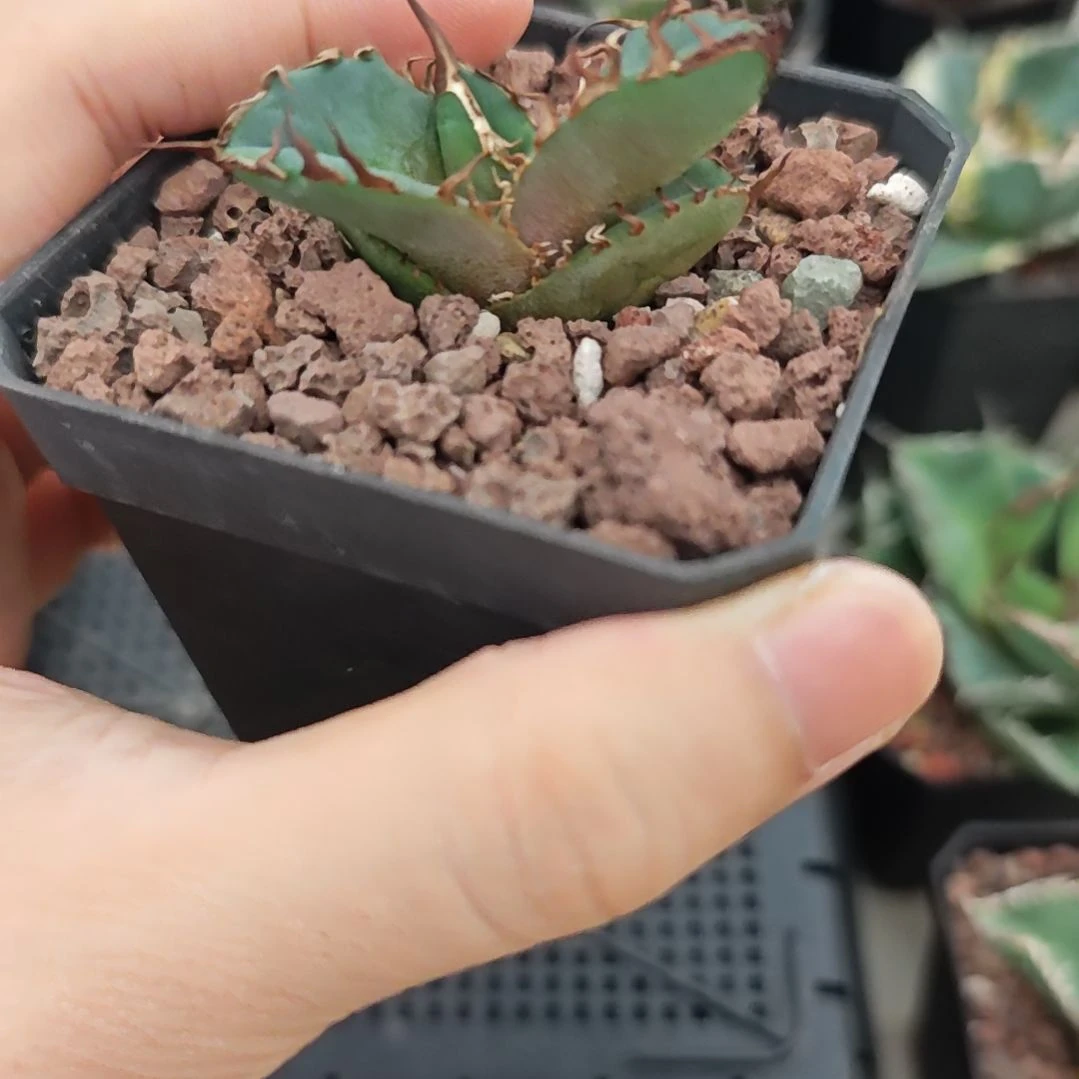 羽毛仁王冠龙舌兰一物一拍