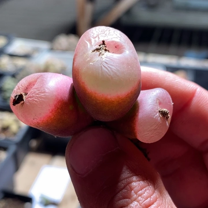 5170有伤一个一个