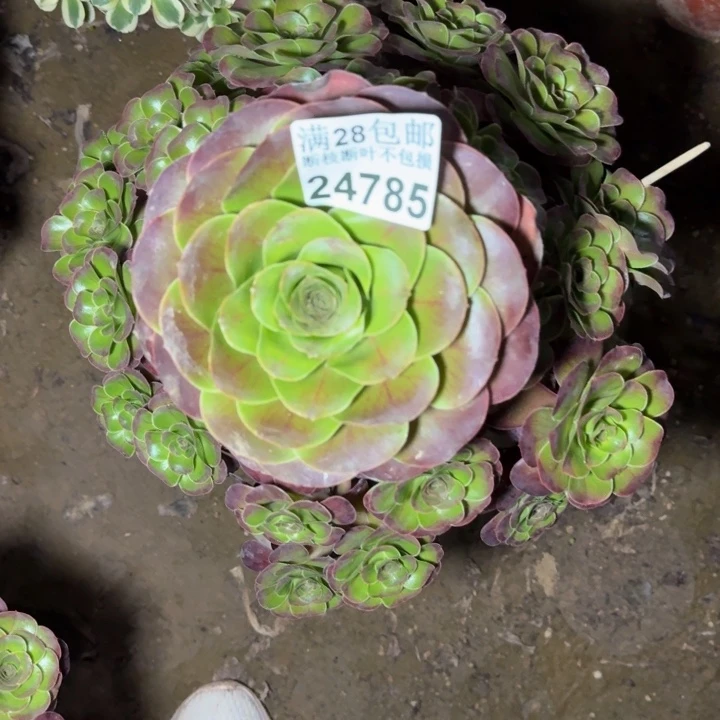 24785魅金玫瑰多肉植物