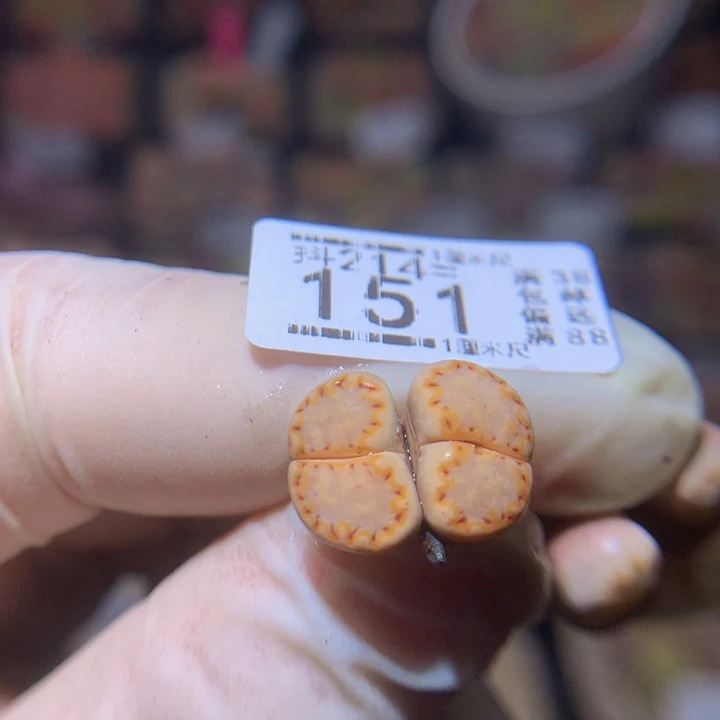 碎***?精品生石花214.151