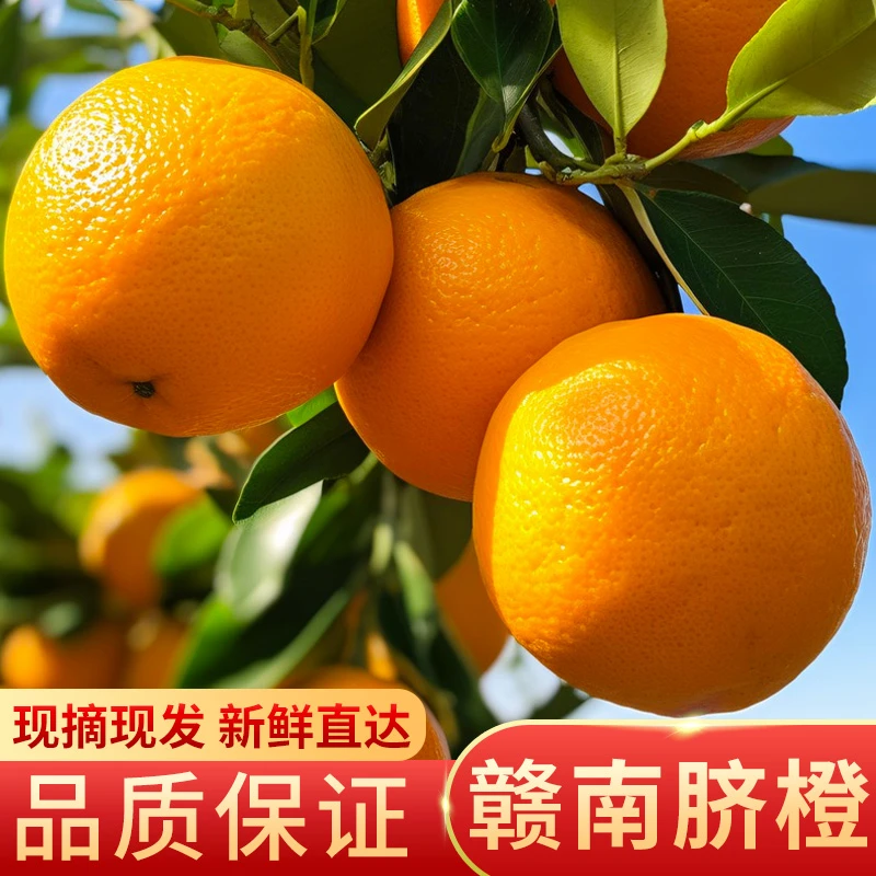 【寻乌.正宗赣南脐橙】水果香甜多汁产地直发现摘新鲜应季坏果包赔