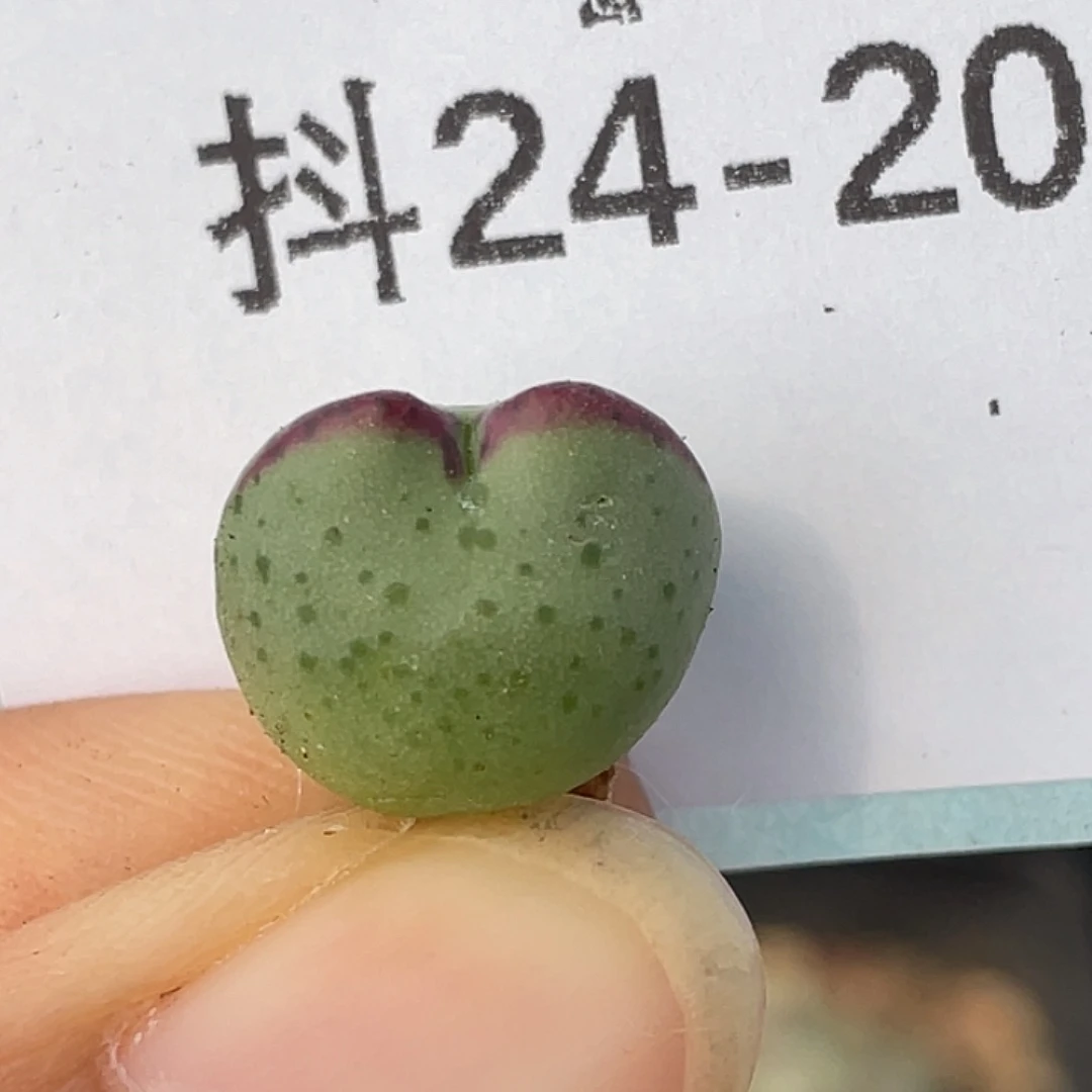 24-20肉锥多肉植物