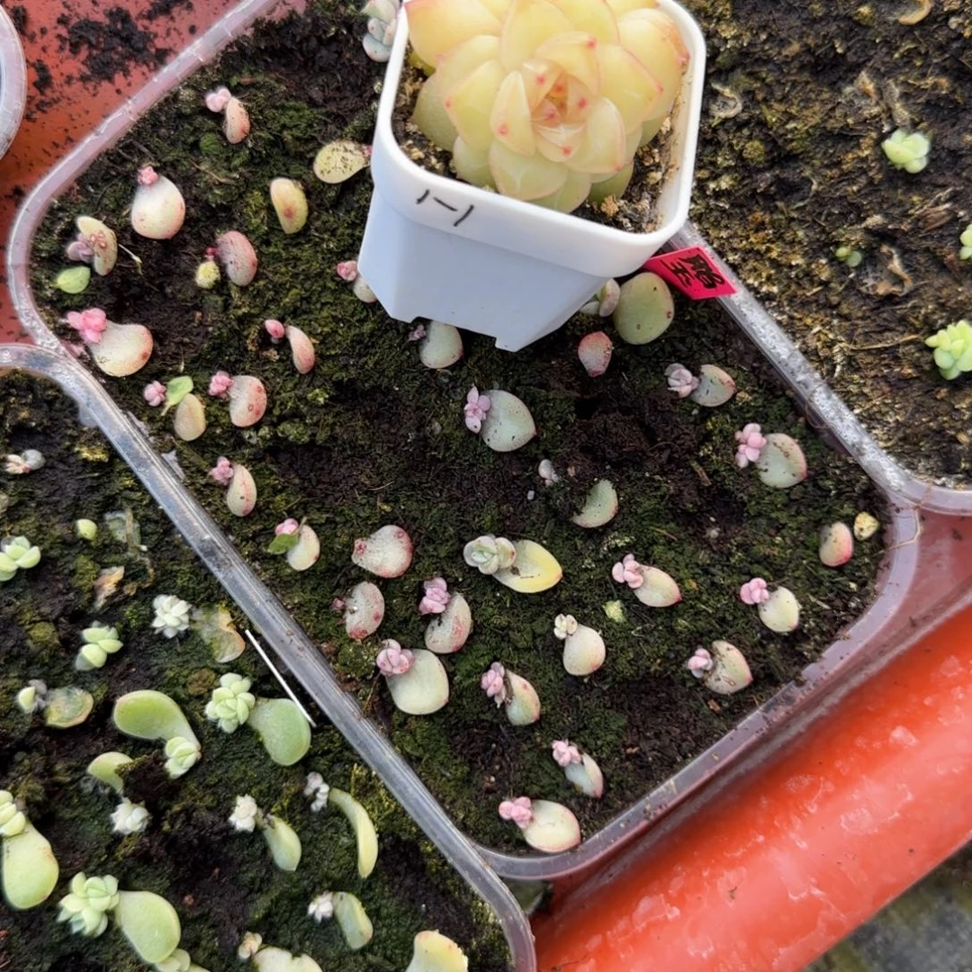 脂玉芝麻穴一个满25包邮