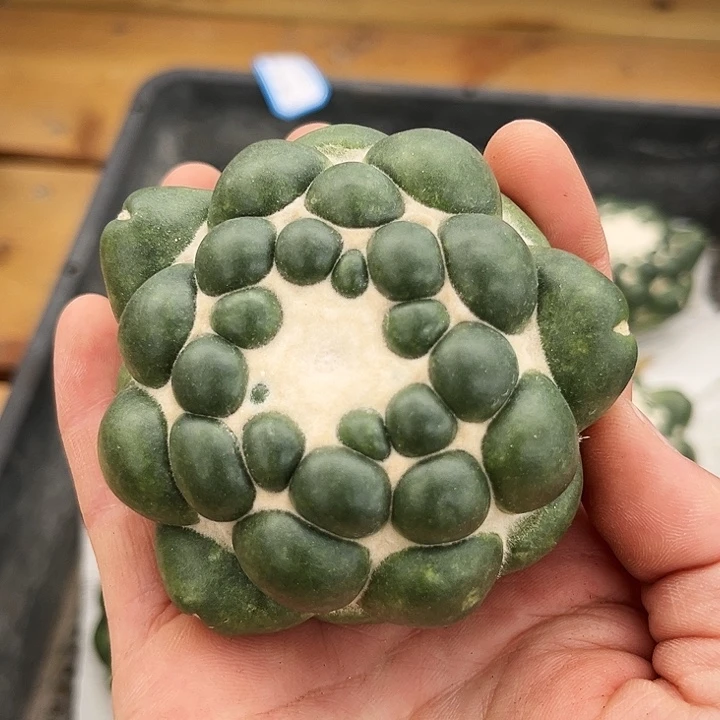 潮流植物无刺象牙，