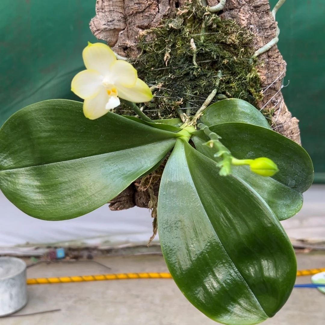 大部分花苞少量开放板植香到没朋友