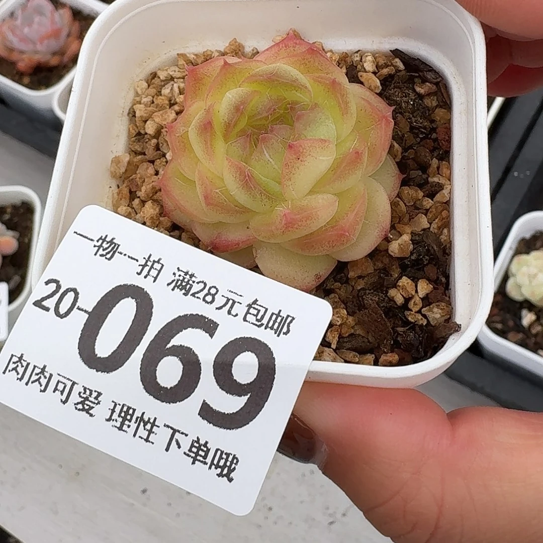 珍菲无盆土发货无