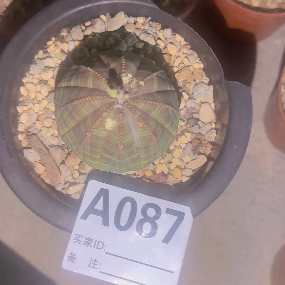 【闪购商品】M****n块根植物
