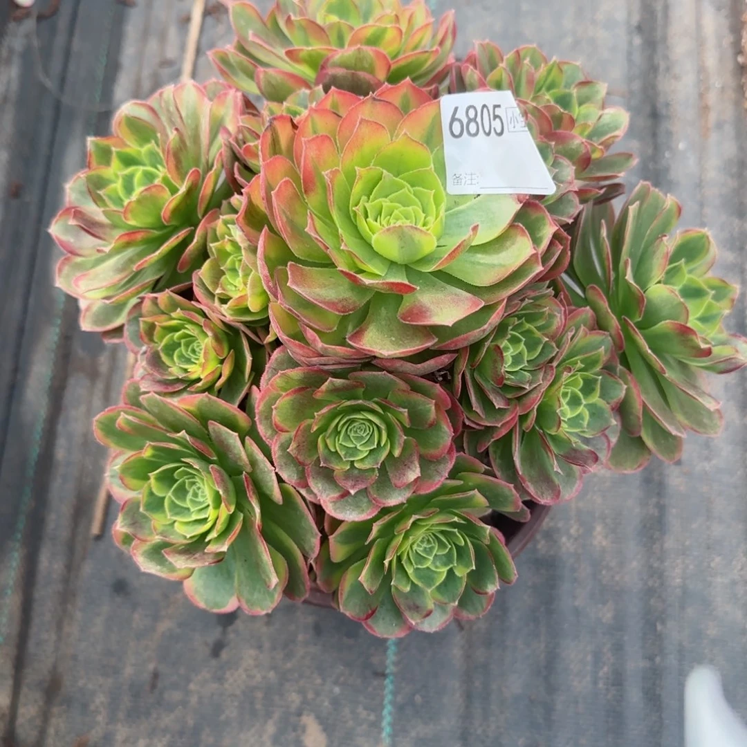 樱****6805奶白多肉多肉