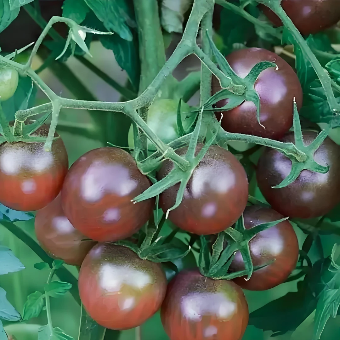【满五包包邮】荷兰紫霞小番茄种子甜香紫红小西红柿籽番茄盆栽