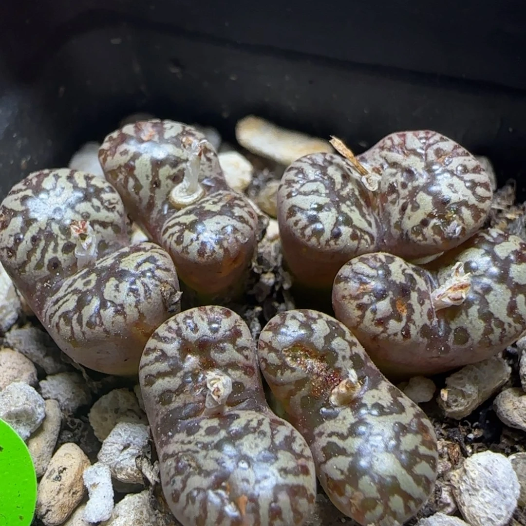 漂漂亮亮多肉植物935