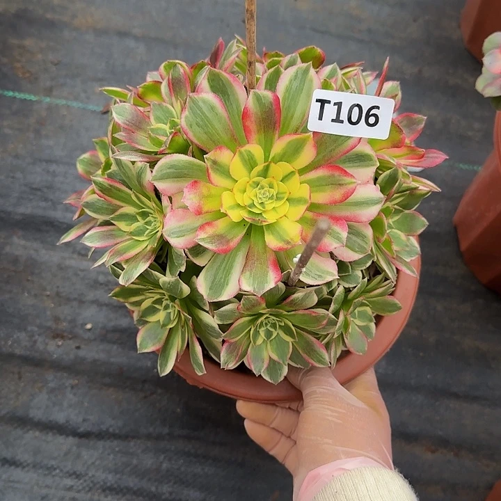 106海鲜4444冠服20小颗的