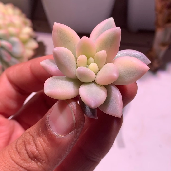 红蜻蜓锦锦腹轮锦