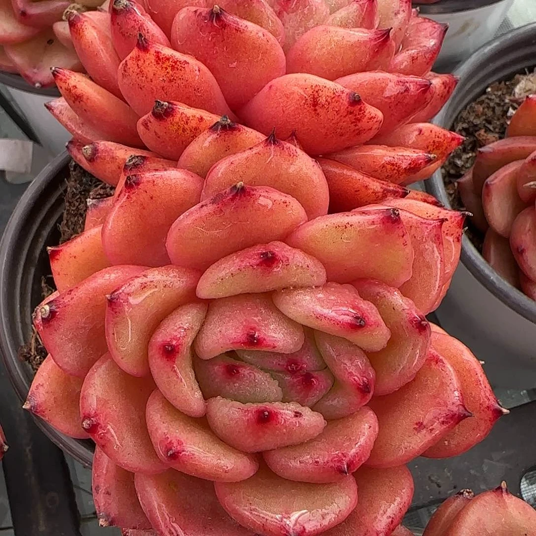 从前慢花园精选韩版水晶珍妮