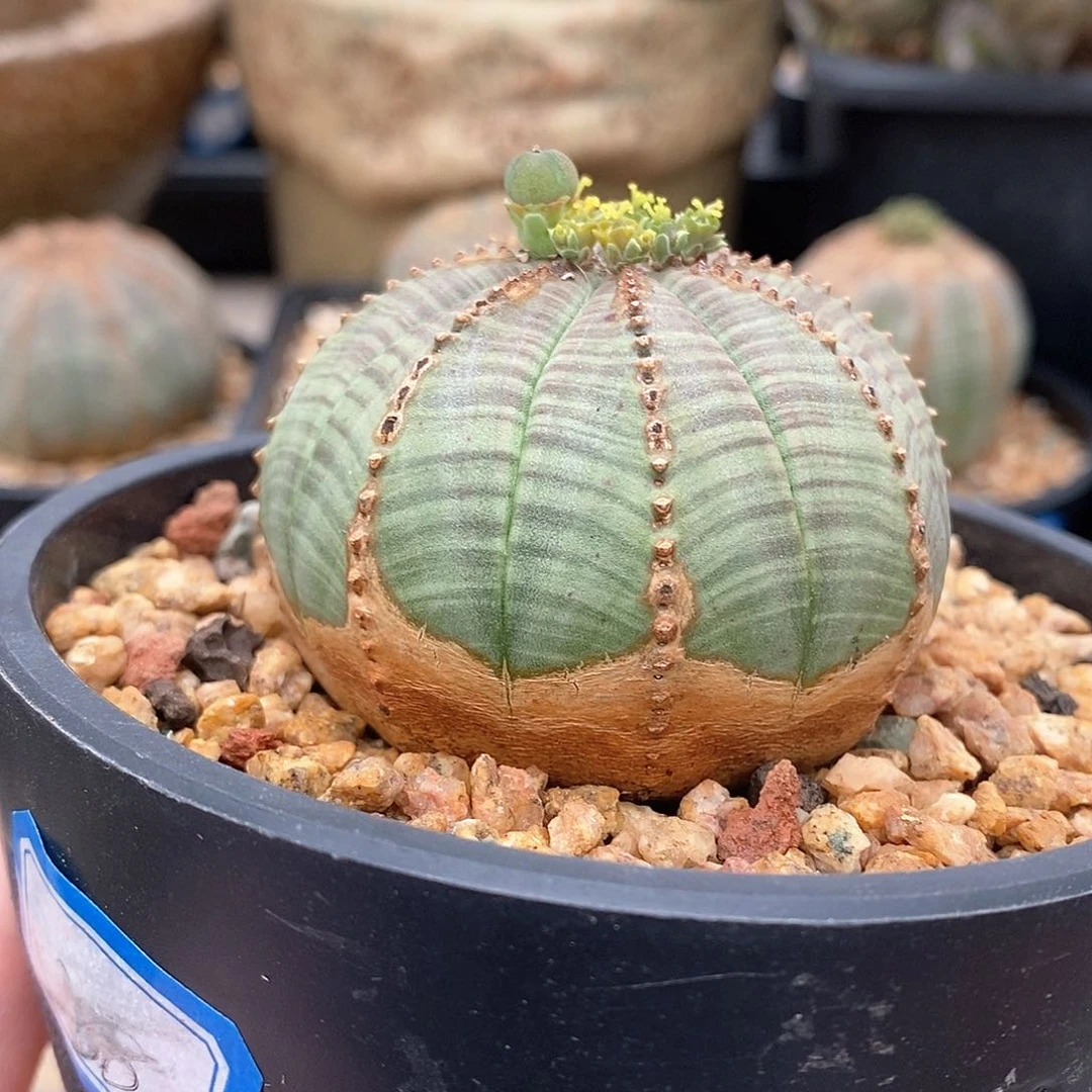 欧系布纹球多肉植物