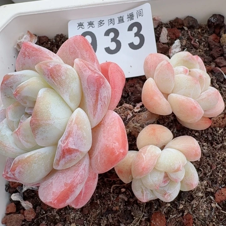 冰玉         精控精养多肉植物