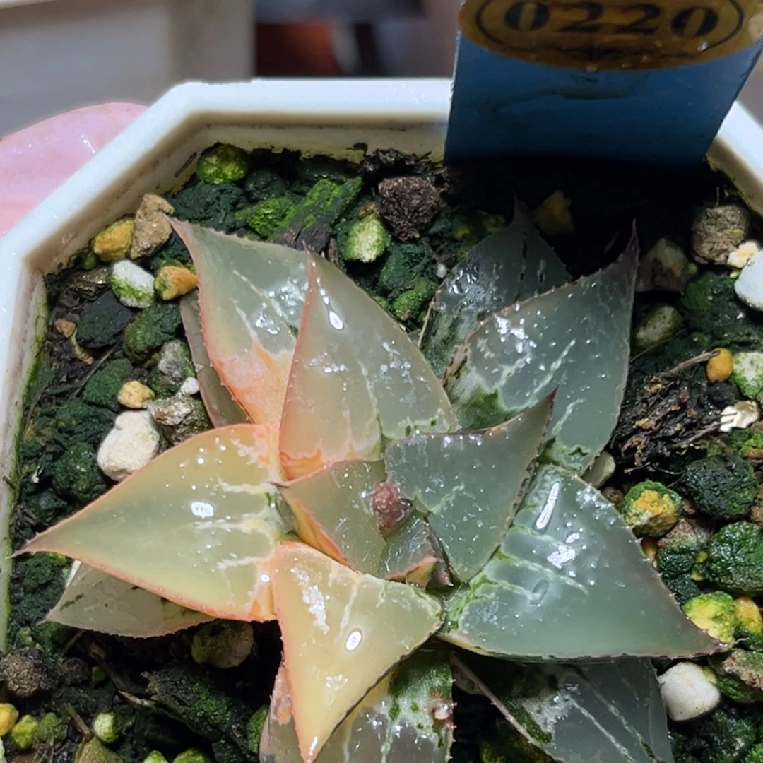 恭喜发财大吉大利0220酒吞