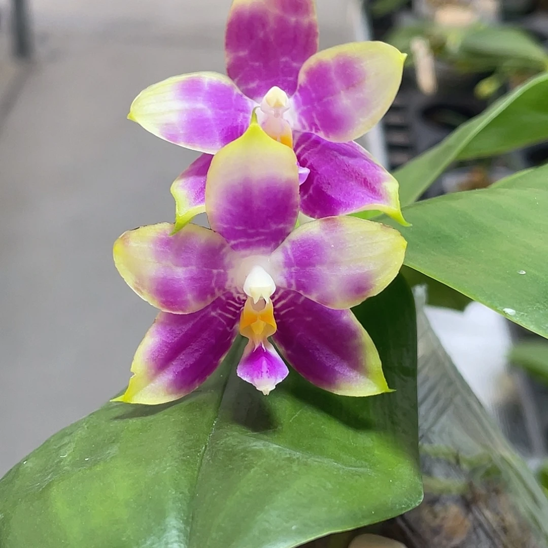 完全开放粉韵开花株 426号