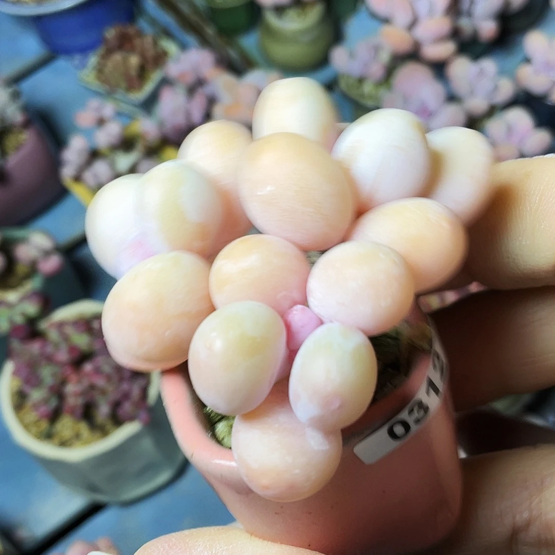 菊***耶多肉植物的生长发育和生长发育