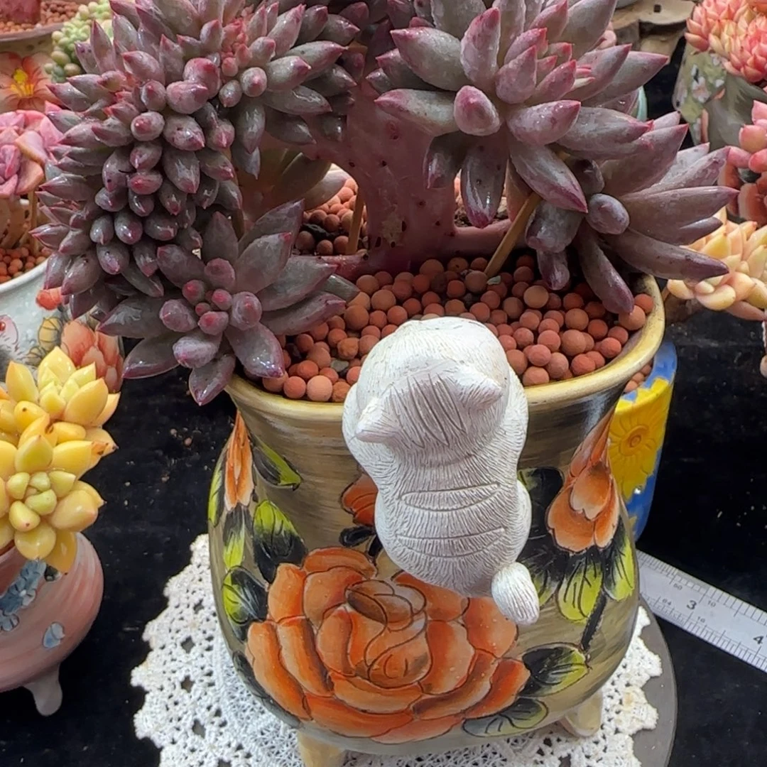 韩版车厘子小树一颗