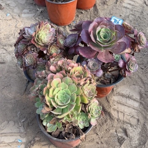 816多肉植物组合，