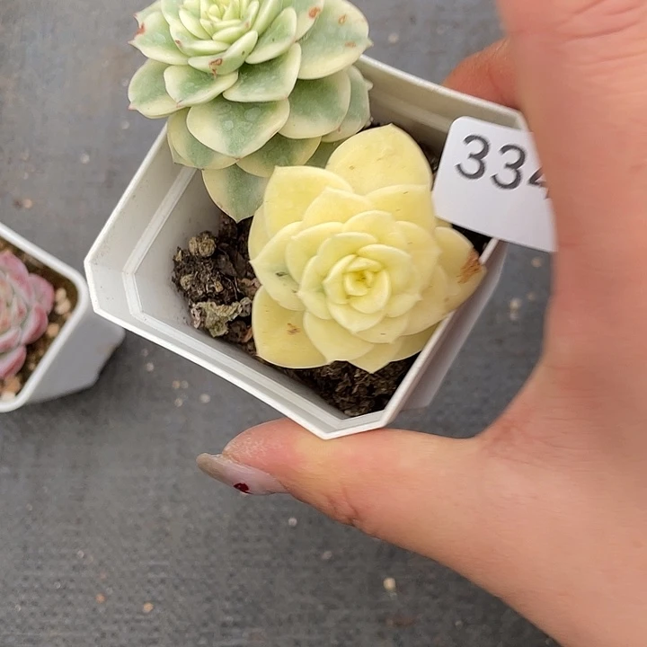 334。 拉牡丹锦。