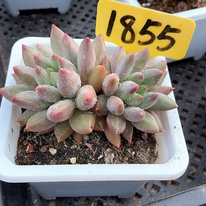 多肉植物车厘子1855