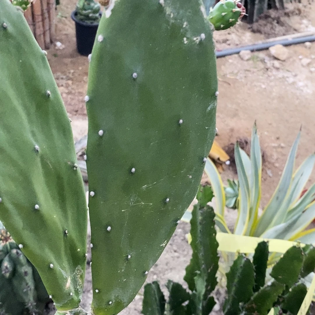 现砍侧芽。    高度20公分以上。  发两片。