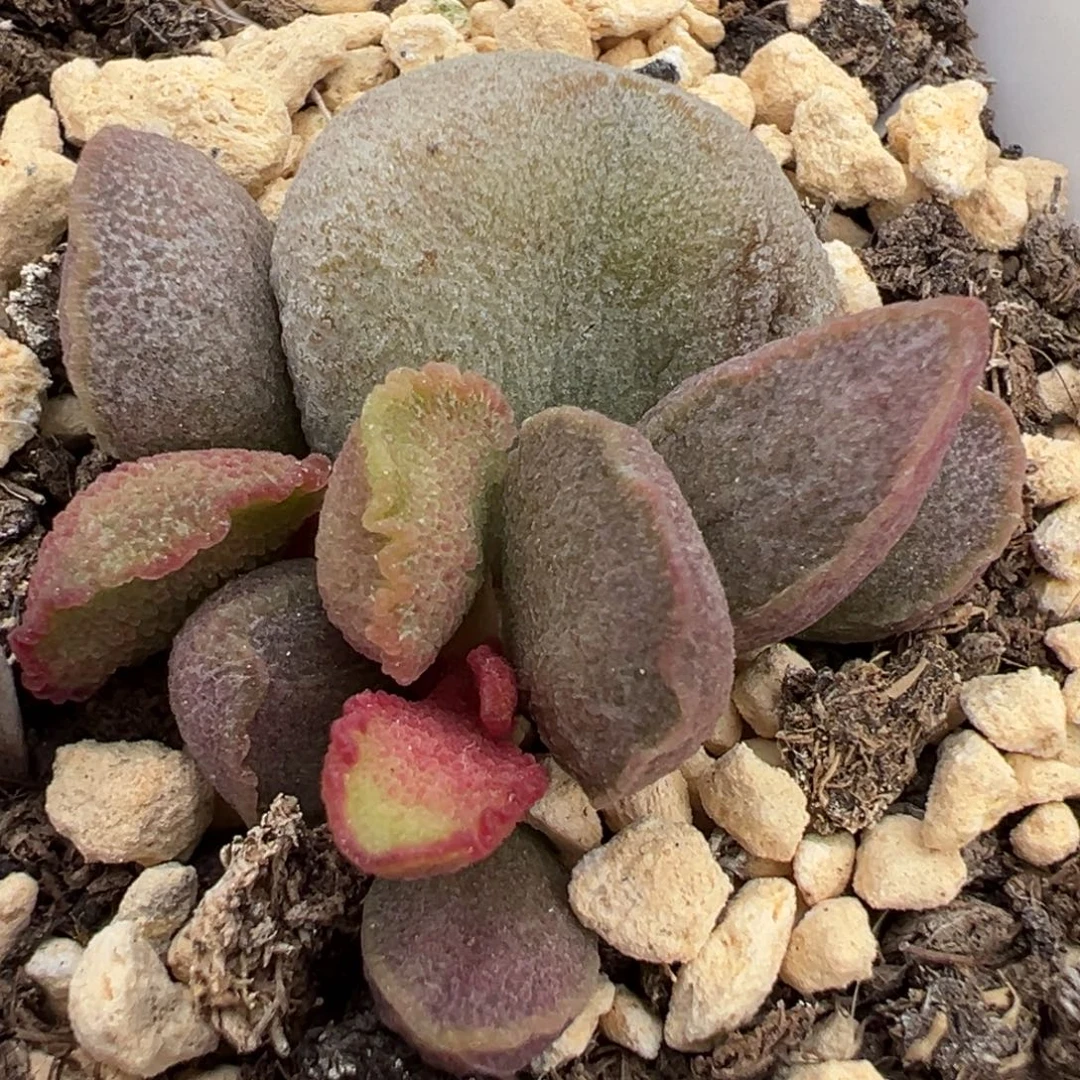 福利款实生新品大苗多肉植物