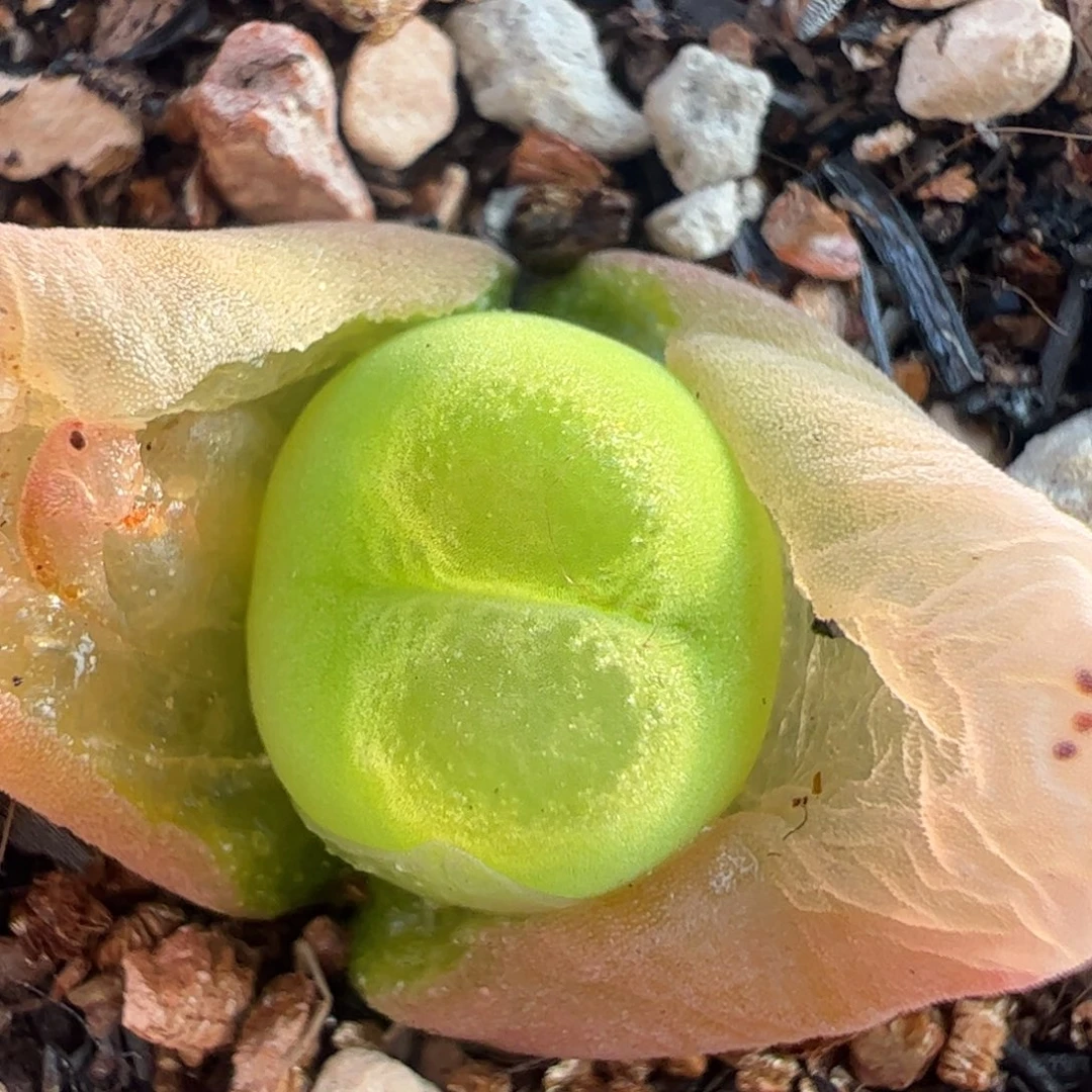 粉o泡多肉植物百科1