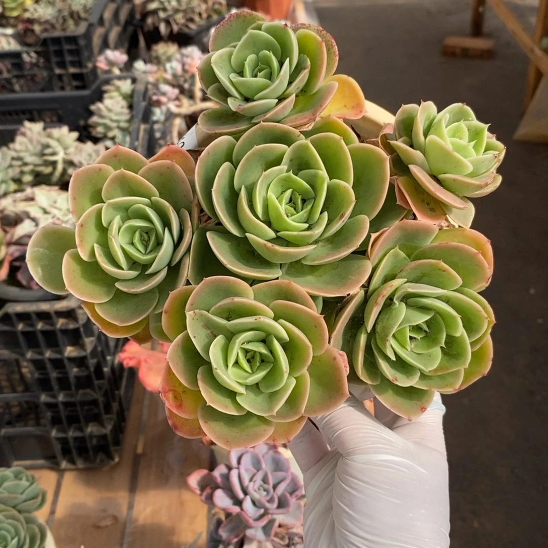 268星纳塔一物一拍