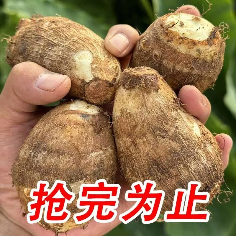 贵州高原新鲜牛奶小芋头现挖粉糯香滑口感似牛奶的美味芋头