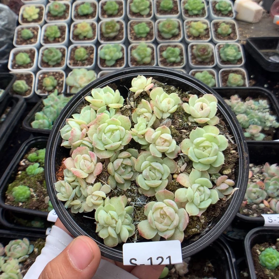 无花朵S121英语英语