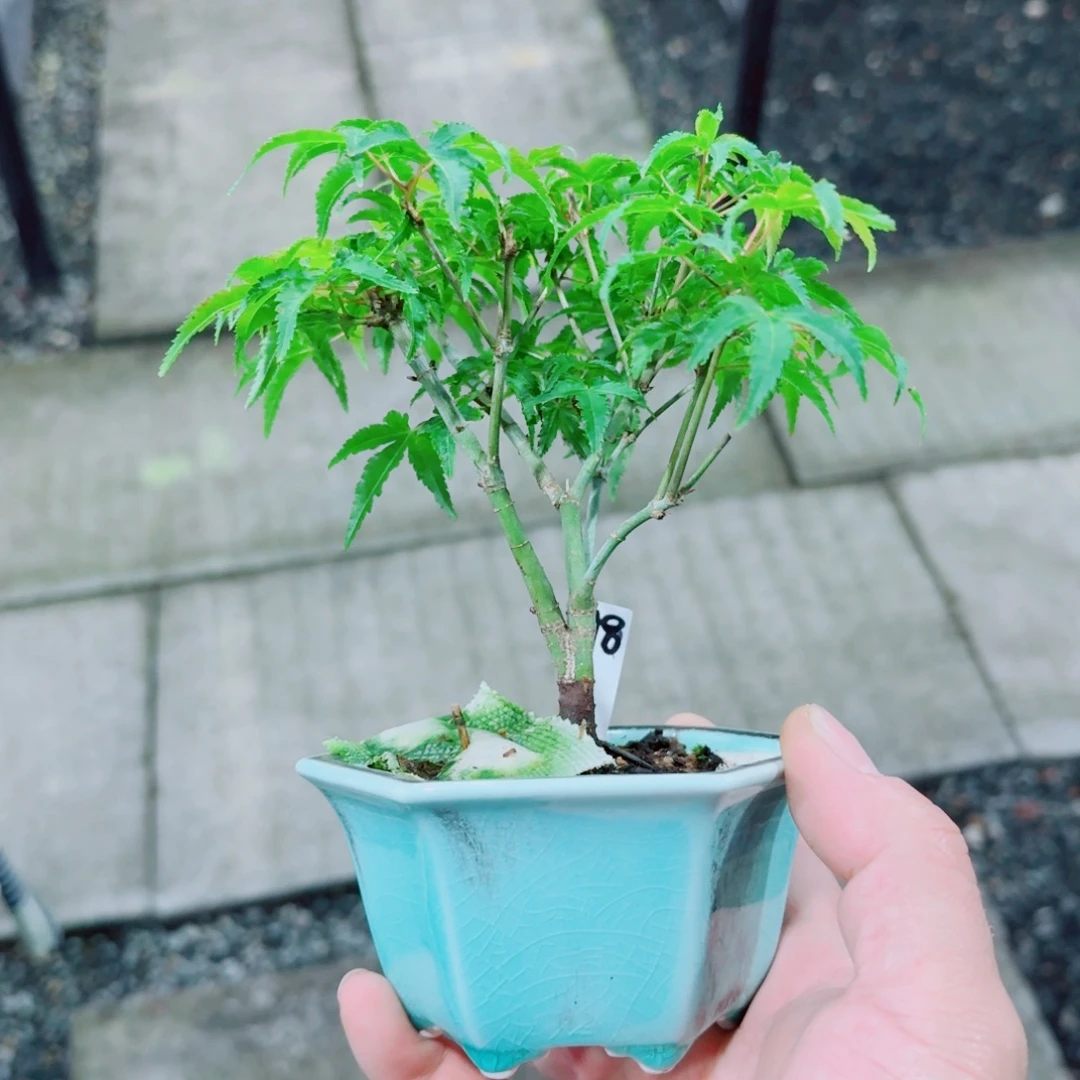 L***爸无花朵青姬枫树88888