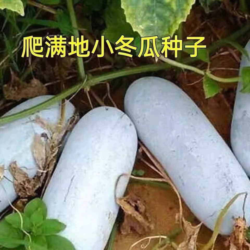 【满5包包邮】满地爬小冬瓜种子台湾毛节瓜小冬瓜四季春季秋季高产