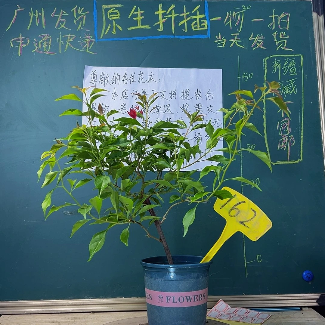 当前无花栽培后可以开花紫桑巴 162