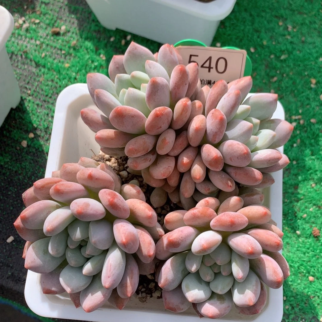 啦***啦半夏老桩无砍平头540
