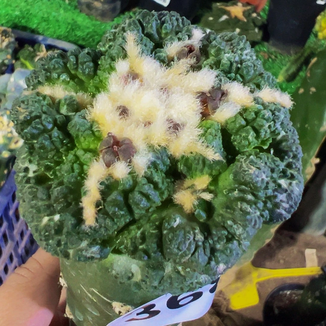 无花朵福利龟甲牡丹368