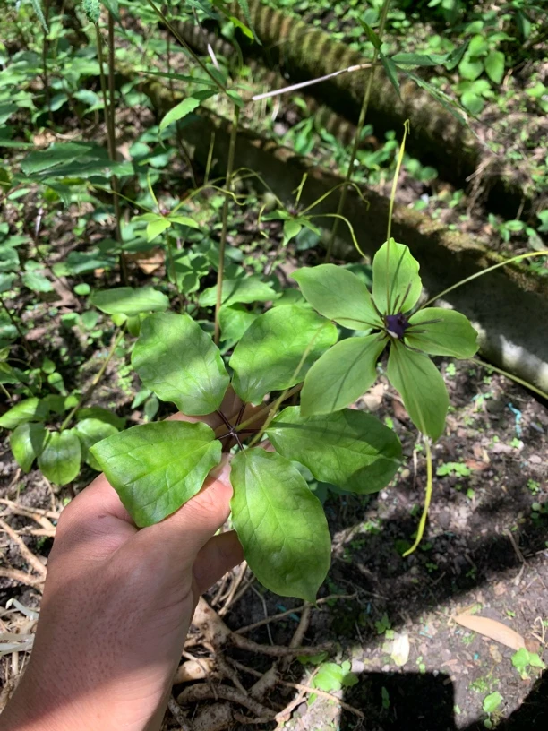 七叶一枝花，改价链接，请勿乱拍。