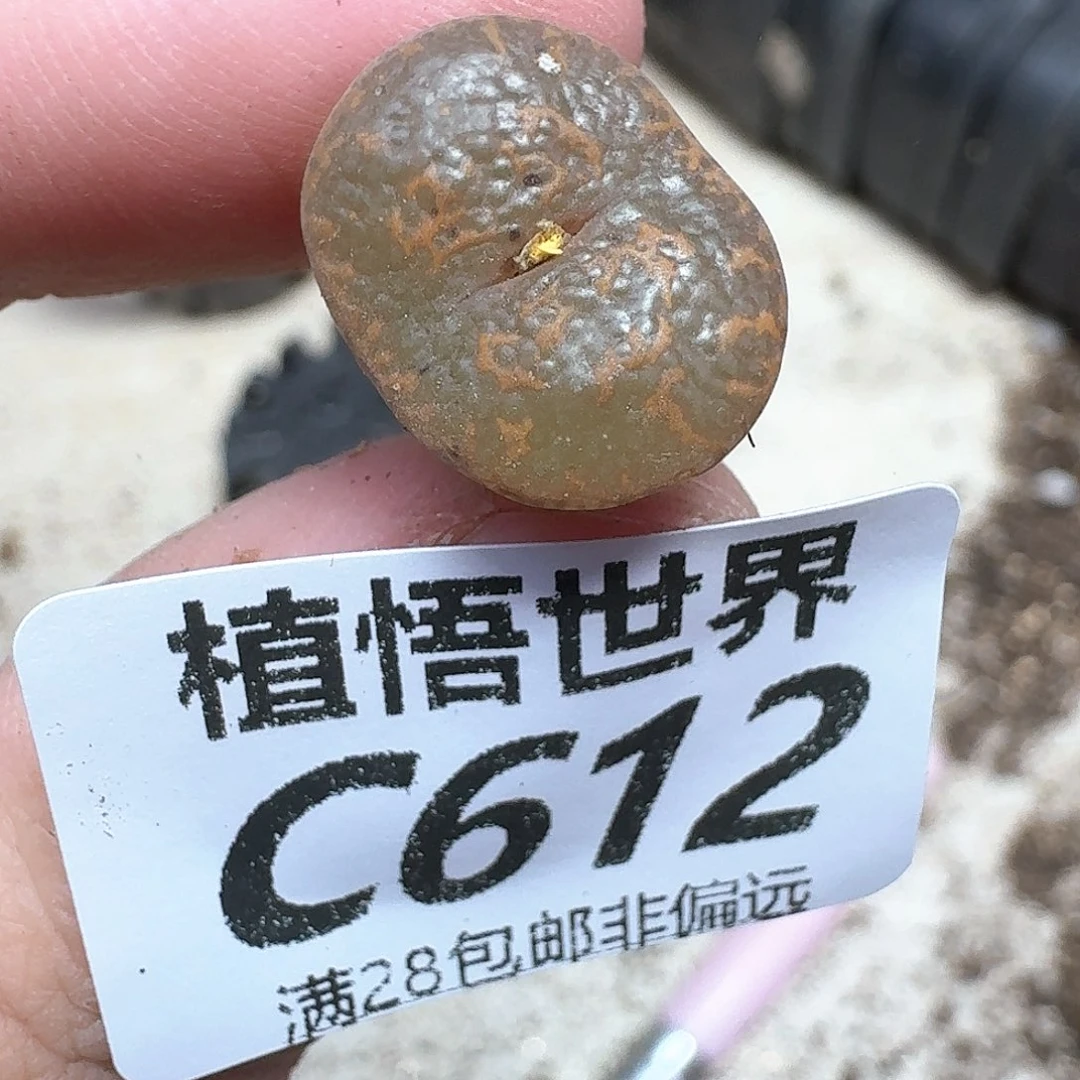 多肉我的润泽动作