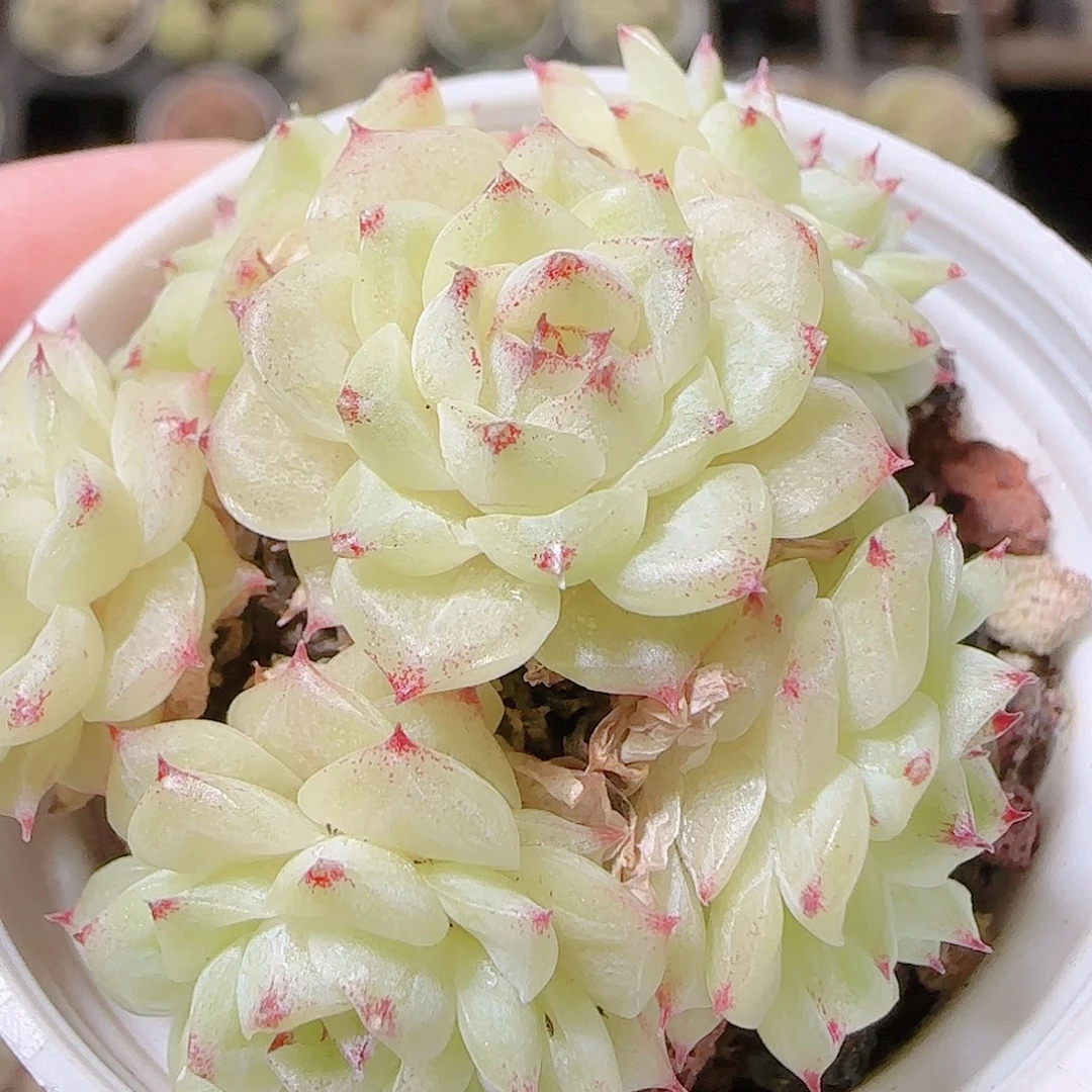 花语逸镜1120-279散