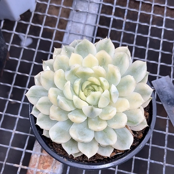 香草月影锦多肉植物