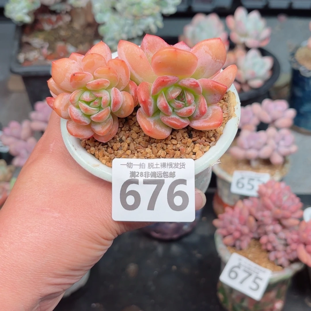 全明星老桩无盆土发货