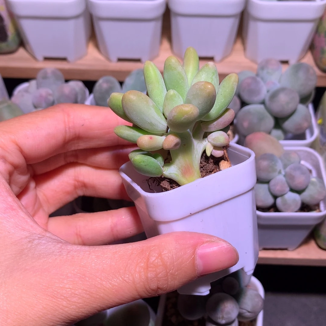 芒果奶酪多肉板子。