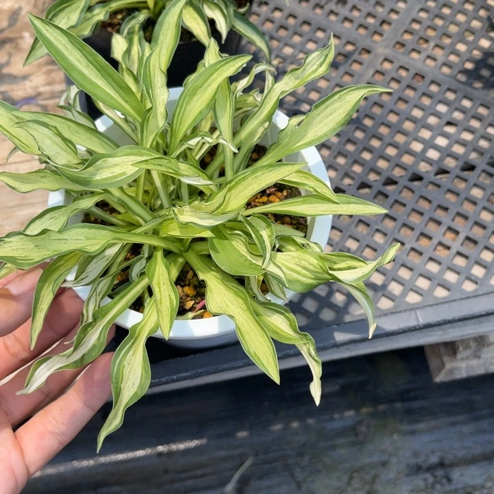 刚***嗨无花朵盆栽植物盆栽