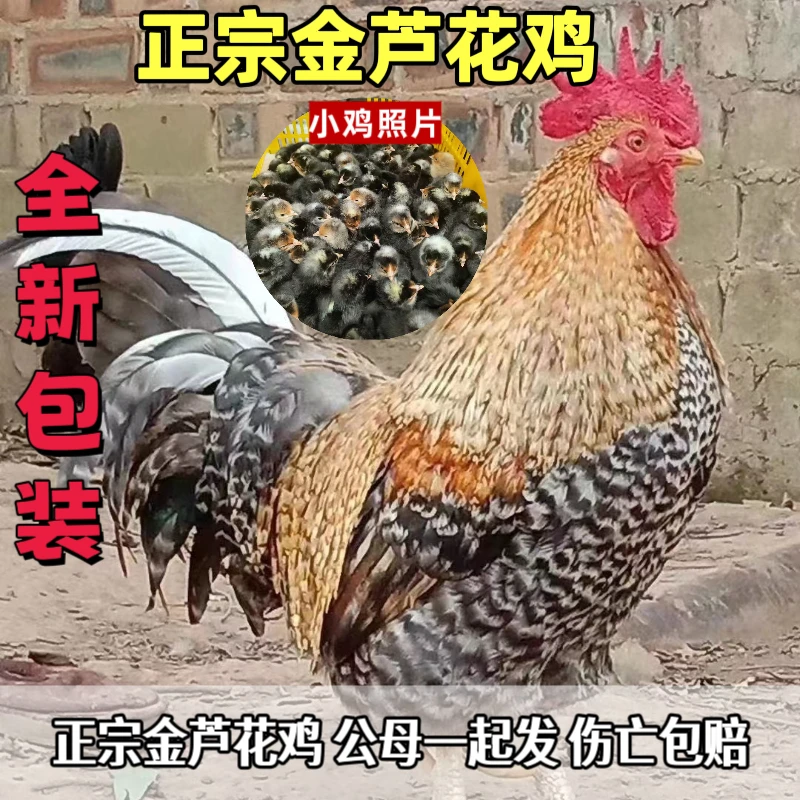 正宗金芦花鸡汶上芦花鸡黑芦花鸡白芦花鸡宠物鸡观赏鸡