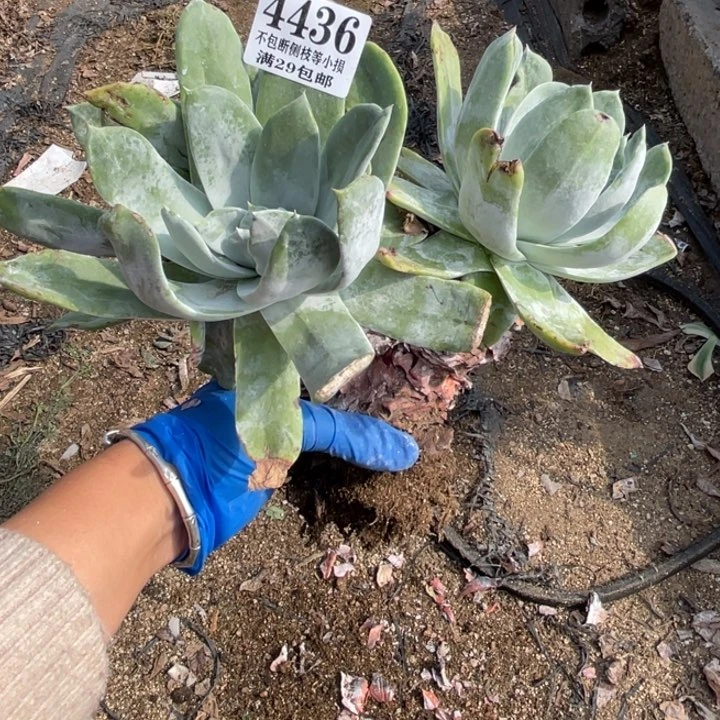雨*436号普西飞克多肉植物