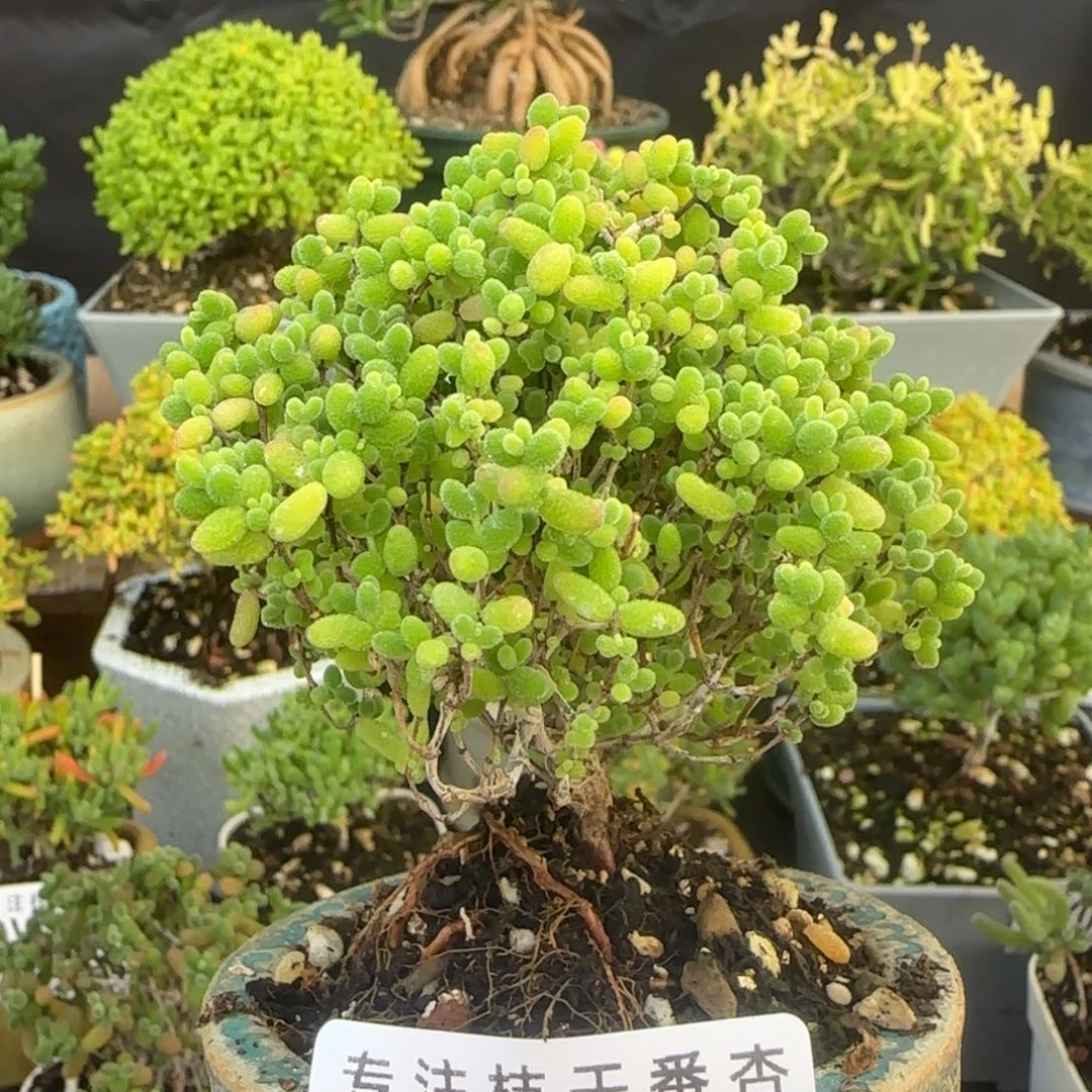 dy0233精控蜜橘不带盆福利